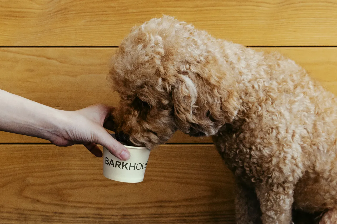 Apricot-coloured dog drinking from a white Barkhouse-branded bowl held by a person's hand on a wooden floor